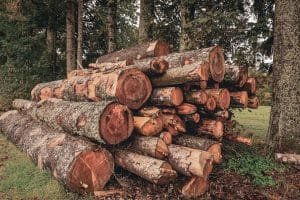 The Benefits of Professional Logging Services for Your Timber Business