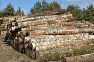The Importance of Sustainable Logging Practices for the Future of the Industry