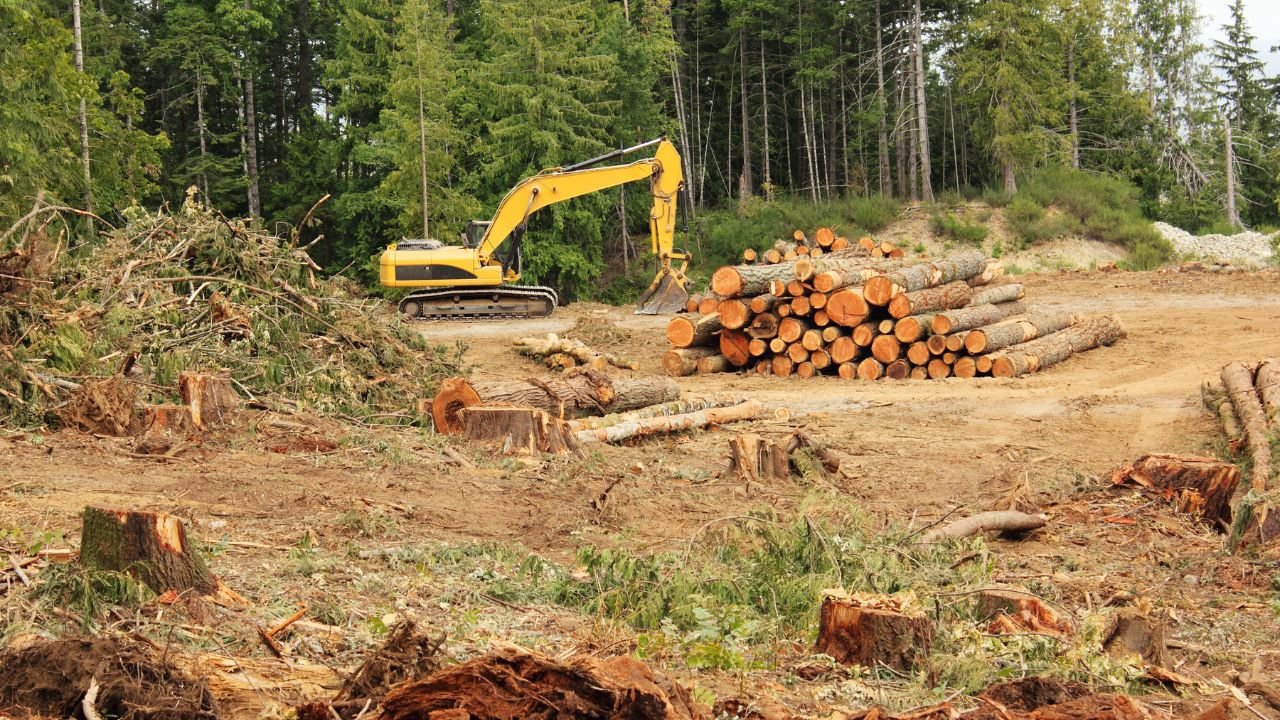 Timber Buyers in Hancock County, Ohio