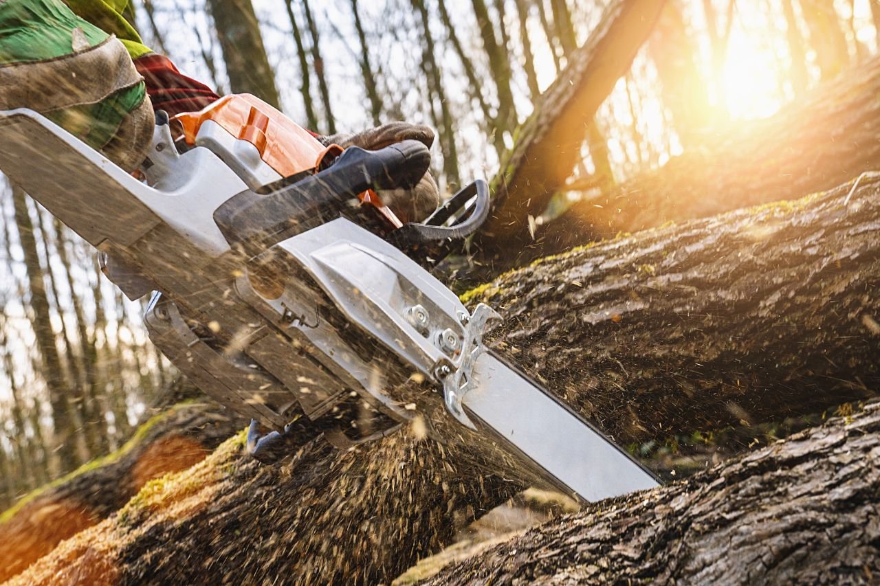 Timber Buyers in Ottawa County, Ohio