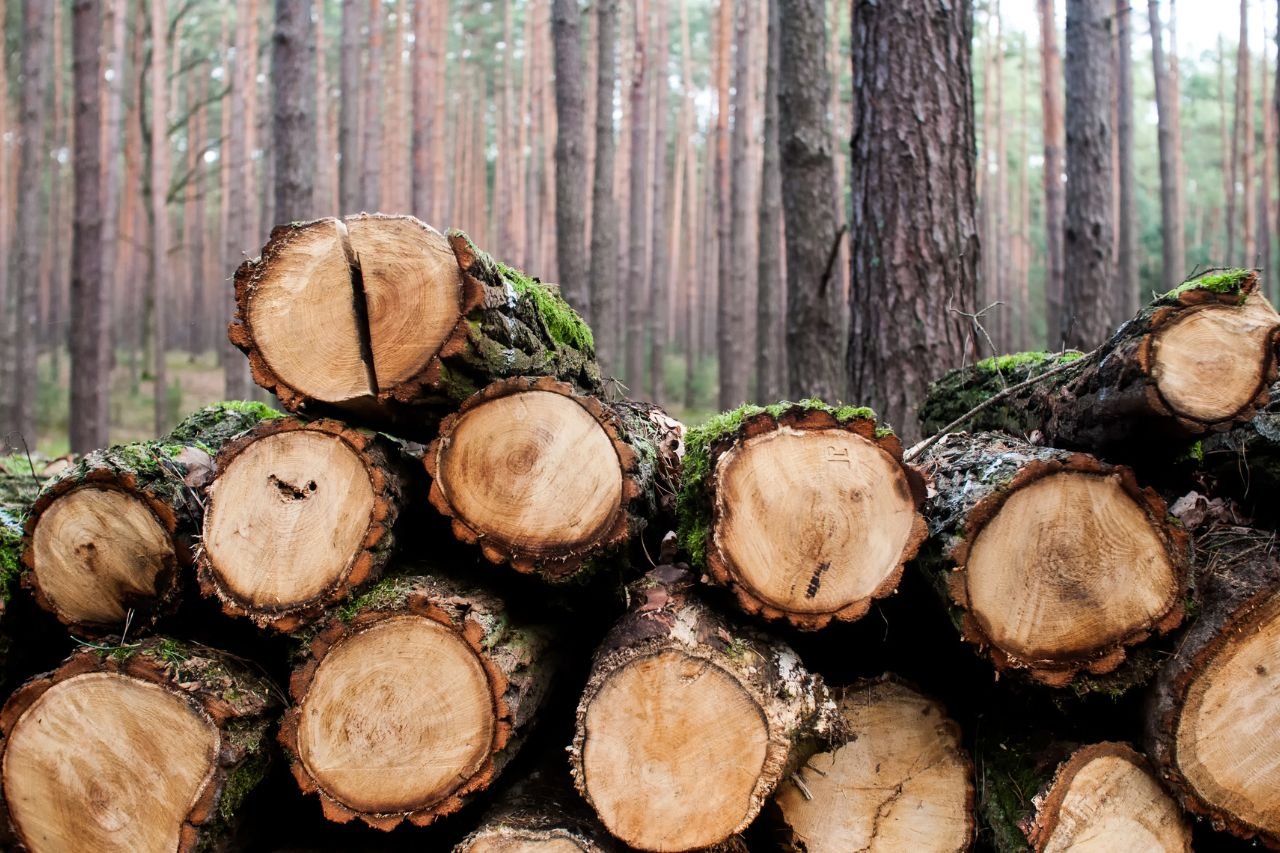 Timber Buyers in Seneca County, Ohio