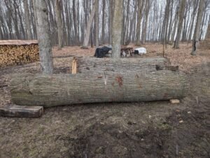 Expert Tree Removal Services in Ohio