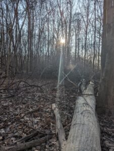 Timber Consulting in Pennsylvania