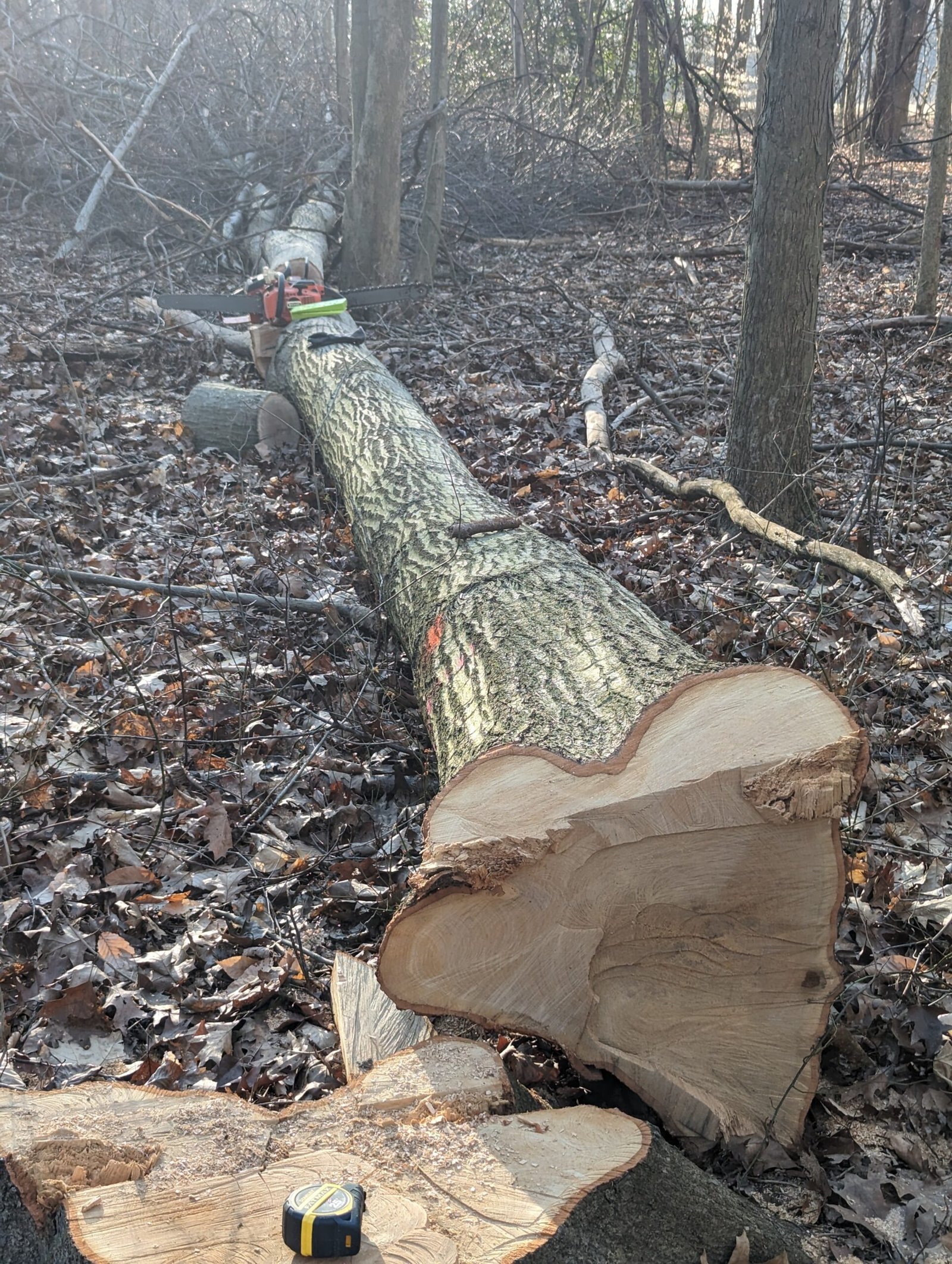 Timber Buyers in Indiana