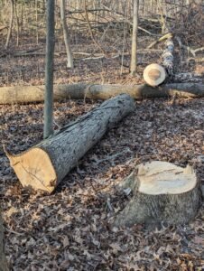 Stump Grinding & Removal Services in Ohio