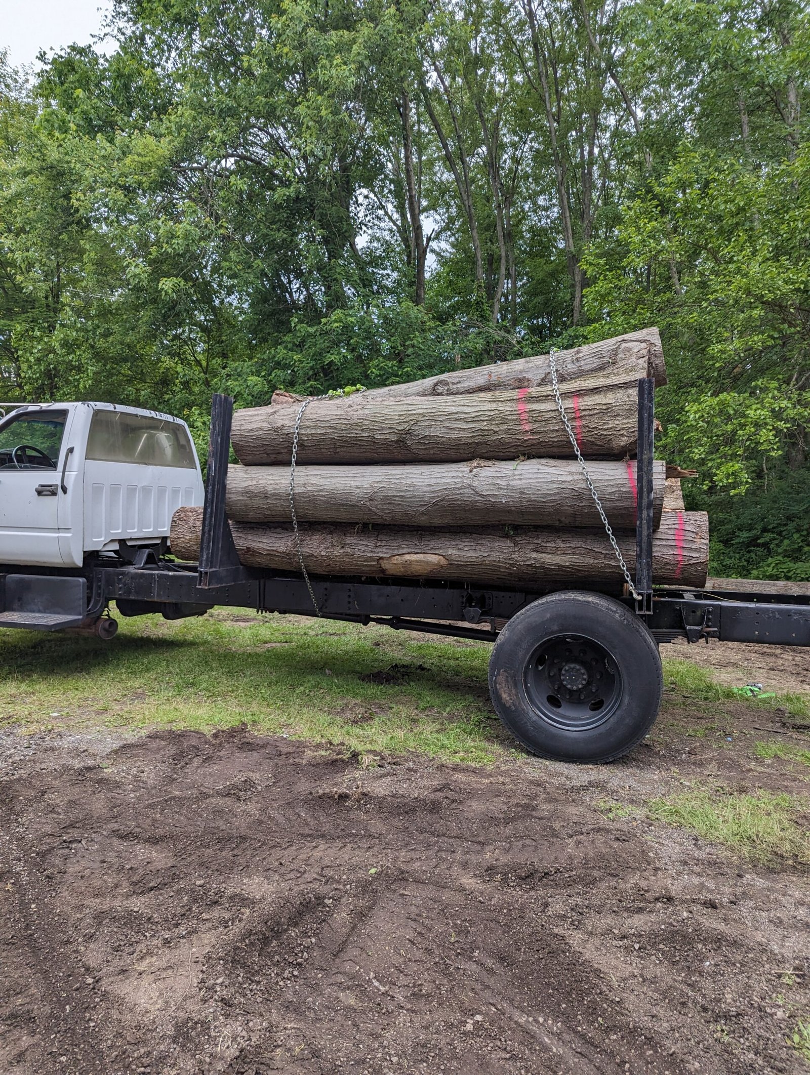 Timber Buyers in Michigan